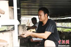 小胡蜂“蛹”出大“钱”景 广西“85后”“追蜂者”探索致富新路图片