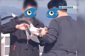 起诉昆明官方？男子抓海鸥拍照被罚后，发视频称“它先咬我”图片