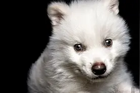 冰原狼“复活”！美国一公司称培育出三只灭绝多年的恐狼幼崽图片