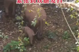 尾巴绷紧、大腿直抖！小象首次过河也太可爱了图片