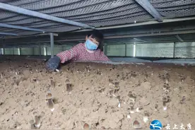 河南太康：种植黑皮鸡枞菌 铺就增收富裕路图片
