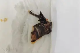 消费者称在杨国福自热麻辣烫中疑似吃出蝙蝠，商家回应图片