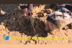 威海：赶海拾鲜 找寻初冬乐趣图片