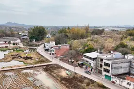 小肉鸽飞向大市场，乡村路网编织幸福图景图片