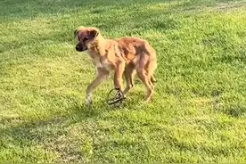 合肥一公园惊现捕兽夹，2只狗断腿，园方回应图片