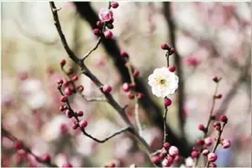 春天来到花园城市图片