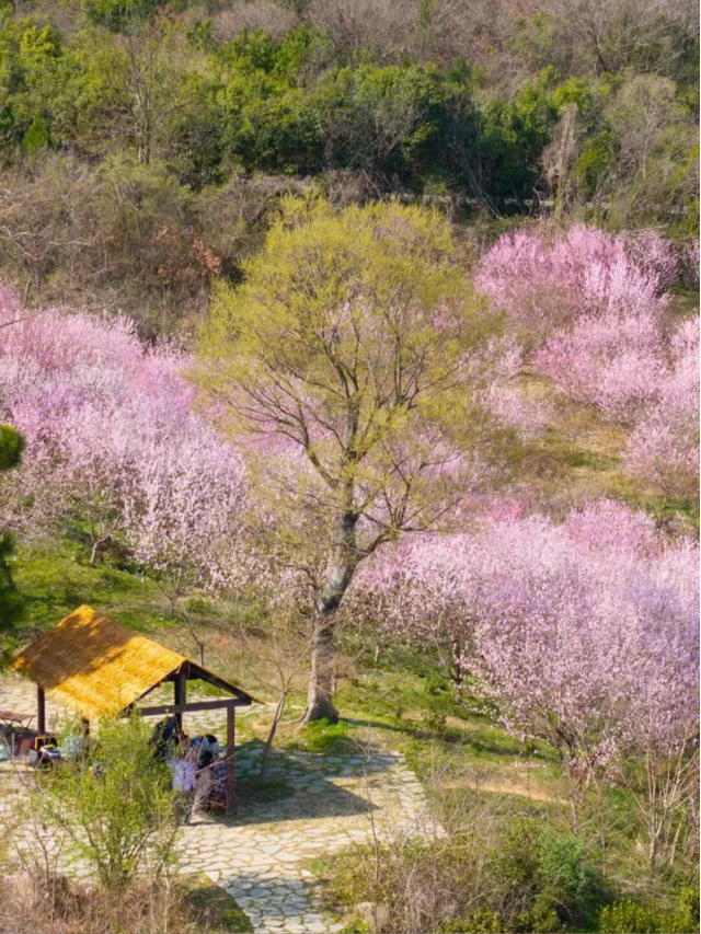 南京的春，一半在江北