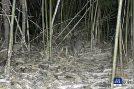 中华穿山甲首次现身深汕特别合作区 系国家一级保护动物图片