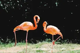 西安秦岭野生动物园上新啦 白犀牛、火烈鸟、“熊猫邮局”惹人爱图片