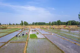 万亩水稻插秧忙！罗庄区水务局科学调配水源，保障插秧灌溉图片