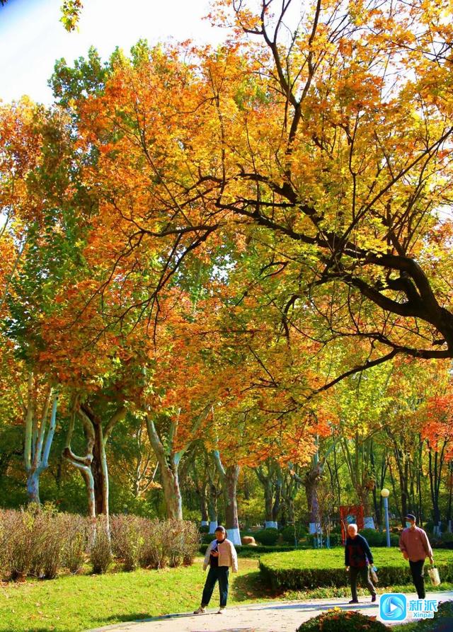 初冬，收藏一封大地写给天空的情书