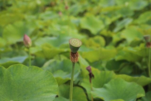 又一个小众打卡点！昆明这里的荷花，开了！