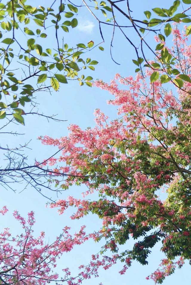 没想到，冬日的黎明湖公园这么美！