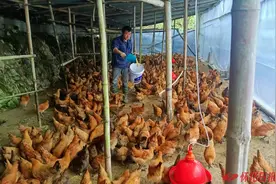 图说怀化｜养殖致富路图片