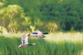 鸭鸭这么可爱，关于它的这些“冷知识”你知道吗？图片