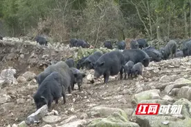 城步：喝山泉 吃山珍 深山放养的藏香猪变“金钱猪”图片