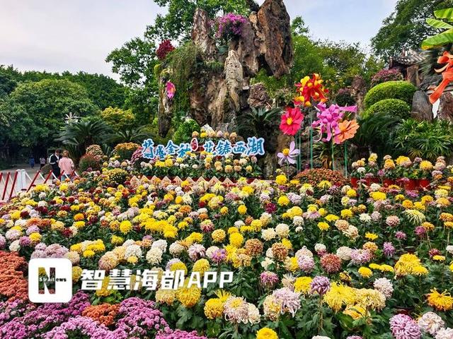 金秋菊展虽落幕，西湖公园又添新景；部分精品展区延展10天，新添2万多株自育小菊