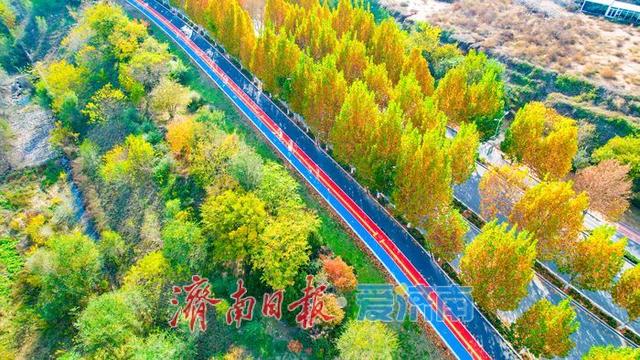 一年四季 泉在济南丨兴仲路林荫绿道初冬绘彩卷