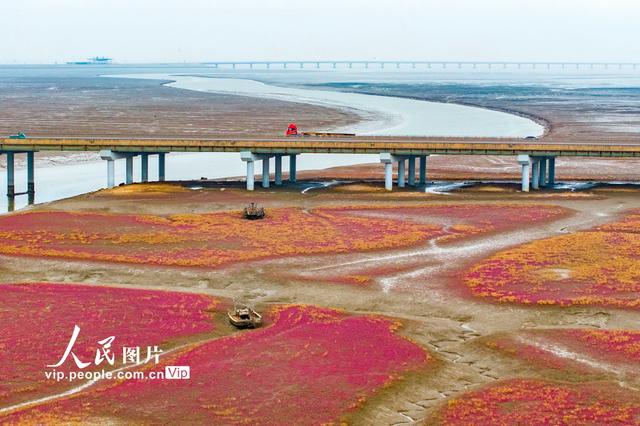 青岛红海滩湿地风光