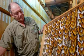 一个蝴蝶标本8000美元，非洲一男子收藏了420多万个蝴蝶标本图片