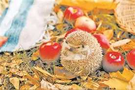 刺猬怎么拥抱？图片