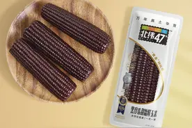 鲜食玉米赛道杀出北纬47°这个过亿品牌图片