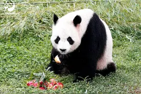 欢迎回家！旅西大熊猫“冰星”“花嘴巴”一家平安抵达成都图片