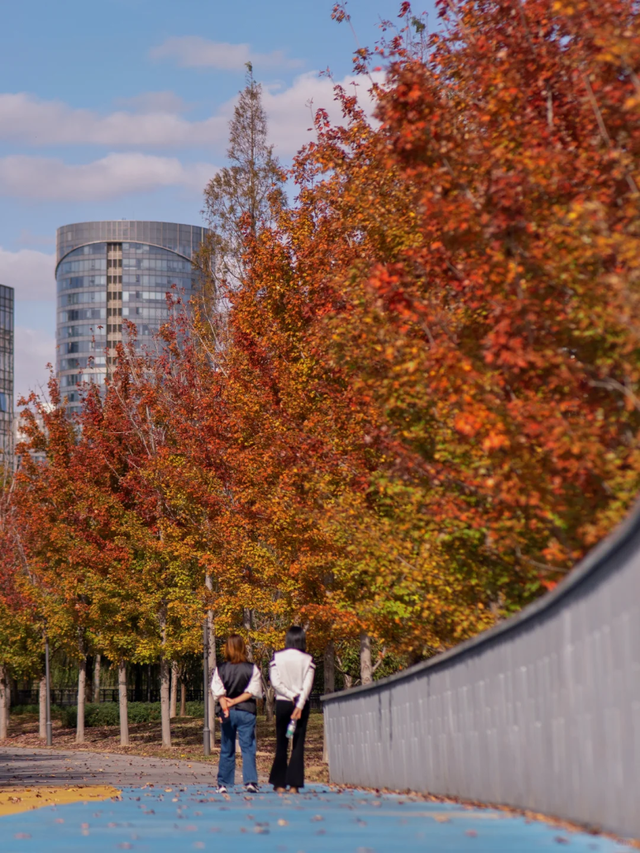 上海市区免费公园的枫叶大道红了！还有通往 “欧洲城堡” 的绝美旋梯→