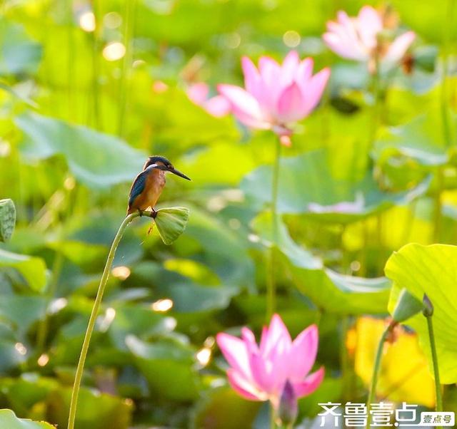 华山湖湿地公园以其优美的自然景观和丰富的生态多样性闻名