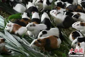 广西罗城：“小豚鼠”成致富萌宠图片