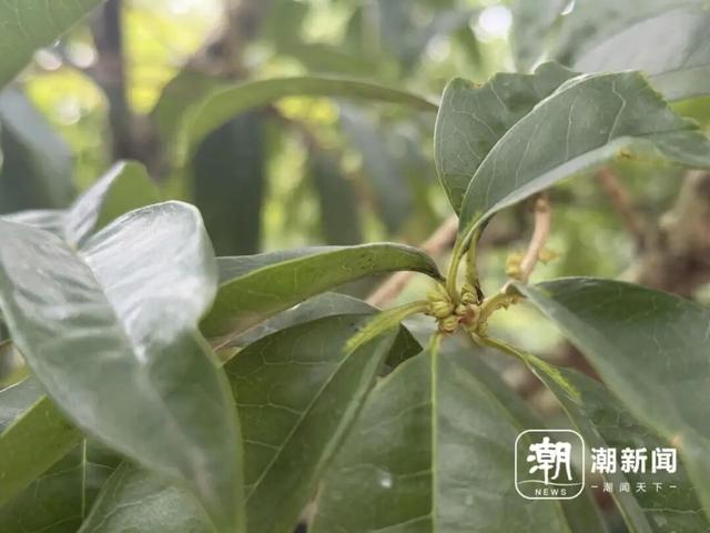 今年杭州第一朵桂花开了？西湖边三朵，上了热搜