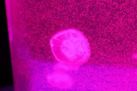 香港记事｜水母，可有梦？图片