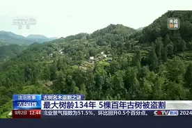 惨遭盗割！古树名木竟成不法分子的“摇钱树”图片