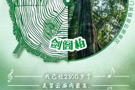 广元剑阁柏：守护千年苍翠，焕发古柏新辉 | 如果古树会说话图片
