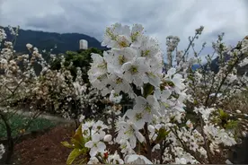 习水：春日限定 天星桥村万株樱花绽芳华图片
