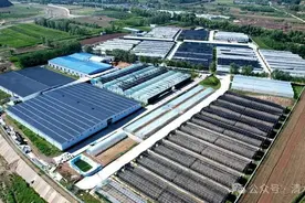 清水：食用菌多元化种植激发乡村振兴新动能图片