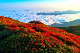 湖南浏阳杜鹃花盛放，吸引数万游客共赏花海盛宴图片