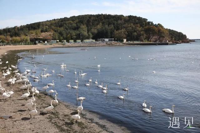 遇见 | 海草房×大天鹅，奔赴一场冬日的顶级浪漫