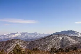 两只老虎跨越 200 千米重聚产子，科学家当初为何强行拆散这对青梅竹马？图片