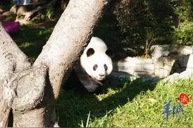 广州熊猫兄妹花式“营业”图片