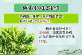 气温回升 北京杨柳飞絮即将进入第二个高发期图片