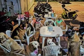 为陪6岁柴犬过生日，主人邀请12只狗狗来作伴，狗多但超有秩序图片