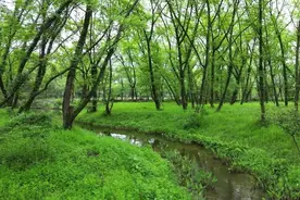 九龙湿地萤火虫再度“闪亮”归来 还有两个新物种被公布图片