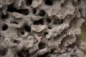 被咬一口昏迷休克！有人曾因此丧命，发现红火蚁请立刻远离图片