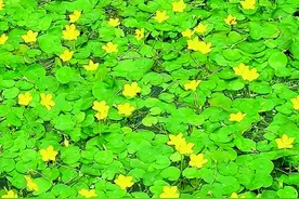 荇菜：《诗经》中的第一草图片