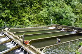 普洱镇沅：发展冷水鱼养殖产业 乡村振兴“游”出新希望图片