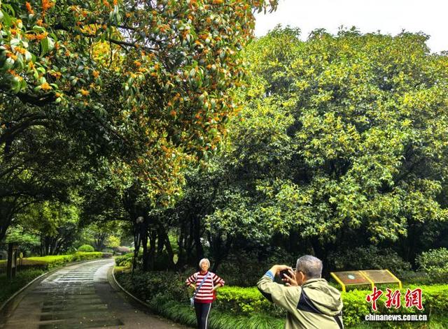 桂花香满桂林城