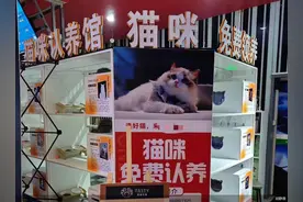 打着免费旗号的宠物领养  背后陷阱重重图片