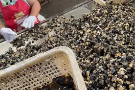 福寿螺被伪装成田螺卖，网友：太吓人！图片