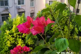 三角梅盛开图片